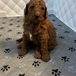 Ruby - Red  female Poodle puppy in Philadelphia, Pennsylvania from The Stone’s Poodles