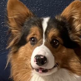 Pembroke Welsh Corgi Puppies from Haggard Family Corgis