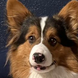 Pembroke Welsh Corgi Puppies from Haggard Family Corgis