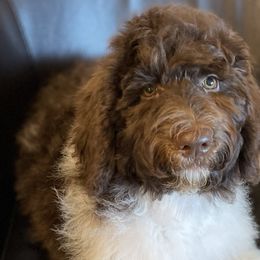 Misty - Labradoodle puppy in Cleburne, Texas from Sugar Fig Kennel