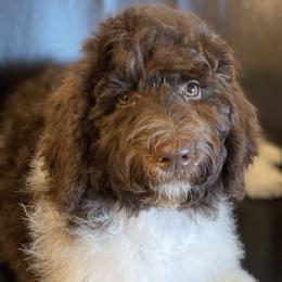 Misty - Labradoodle puppy in Cleburne, Texas from Sugar Fig Kennel