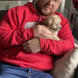 Schnoodle Puppies from Noodle Tings Puppies