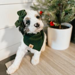 Goldendoodle Puppies from The W Doods