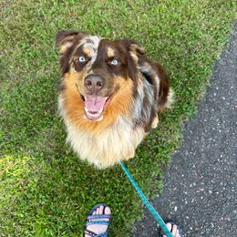 Hank - Australian Shepherd