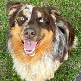 Hank - Australian Shepherd