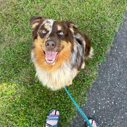 Hank - Australian Shepherd