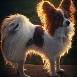 Remi - Papillon