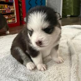 5th born and female puppy - Black and white female Pomsky puppy in West Sacramento, California from Pinkie's Pomskies