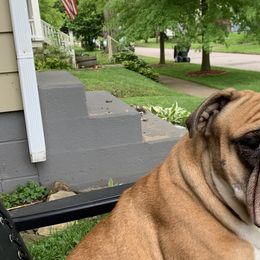Bulldogs from Large Marge English Bulldogs