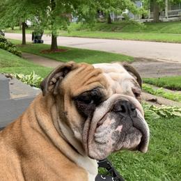 Bulldogs from Large Marge English Bulldogs