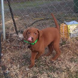 Grit - Labrador Retriever