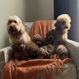 Goldendoodle Puppies from C.P. Puppy Buddies