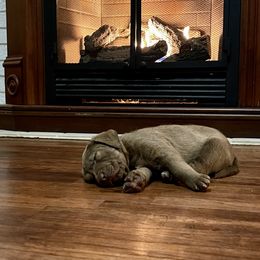 Chesapeake Bay Retriever Puppies from Hickory Creek Chesapeakes