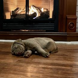 Chesapeake Bay Retriever Puppies from Hickory Creek Chesapeakes