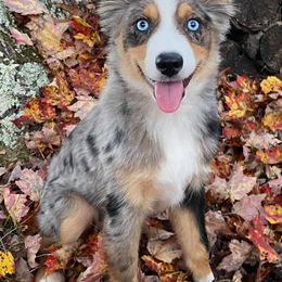 Miniature Australian Shepherds from Shelby’s Australian Shepherds