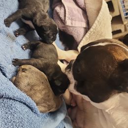 French Bulldog Puppies from Moo's Homestead