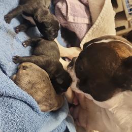 French Bulldog Puppies from Moo's Homestead