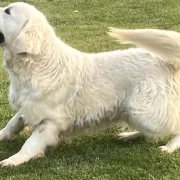 Lucky - Golden Retriever