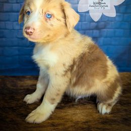 Copper - Red merle male Australian Shepherd puppy in Owego, New York from WildBloom Australian Shepherds