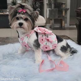 Yorkshire Terrier puppies from Granny's yorkshire Terrier Modesto California
