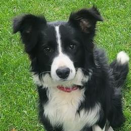 Bear - Border Collie