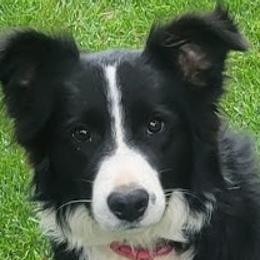 Bear - Border Collie