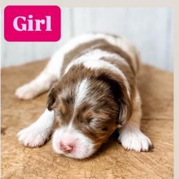 Girl 3 - Red merle female Aussiedoodle puppy in Arlington, Washington from Doodle Love Laugh