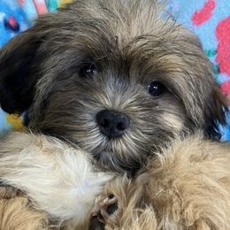 BETSY as in Betsy Ross that designed the US FLAG Temp.Name JF3 FEMALE FLORIDA MULTI CHAMPION ANCESTRY - Red female Lhasa Apso puppy in Bell, Florida from Maryann & Kandis