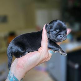 Danny - Black and tan male Shih Tzu puppy in Lancaster, Ohio from Wandering Tzu