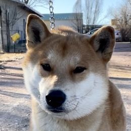 “Yoshi” - Shiba Inu