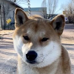 “Yoshi” - Shiba Inu