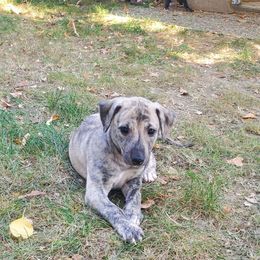Jack - Fawn brindle male Whippet puppy in Davenport, Iowa from Whippety Split