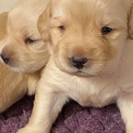 Cavalier King Charles Spaniels and Labrador Retrievers from Crystal Kennels