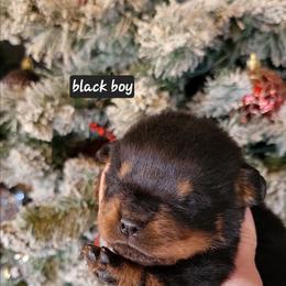 Black boy - Black and mahogany male Rottweiler puppy in Custer County, Oklahoma from Rough Creek Kennels