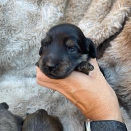 Cinder - Black and cream male Dachshund puppy in Rogue River, Oregon from Bear Feet Dachshunds