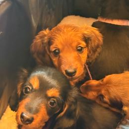 Maggie - Black and tan female Dachshund puppy in Hobart, Indiana from Cogsworth Cromwell Dachshunds of NW Indiana