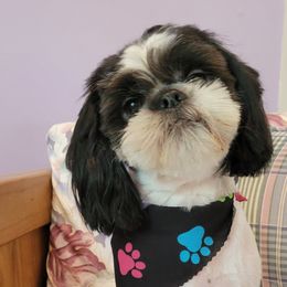 Kylo  - Shih Tzu