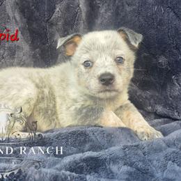 Cupid - Blue male Australian Cattle Dog puppy in Silsbee, Texas from Rockin ND Ranch
