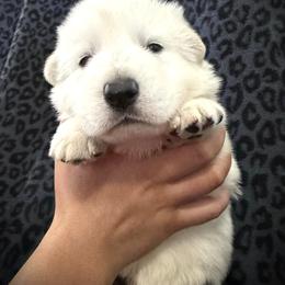 Boy 1 - White male Berger Blanc Suisse puppy in Valparaiso, Indiana from Foreman’s White Swiss Shepherds