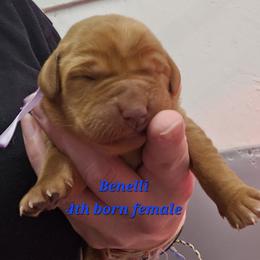 Benelli - Yellow female Labrador Retriever puppy in Sidney, Nebraska from Nebraska Strong Labradors