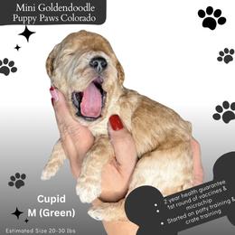 Cupid - Cream male Goldendoodle puppy in Fort Lupton, Colorado from Puppy Paws Colorado