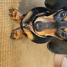 Luna - Dachshund