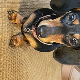 Luna - Dachshund