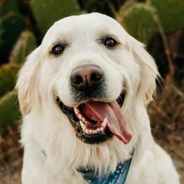 Golden Retrievers from Sandia Golden Creams