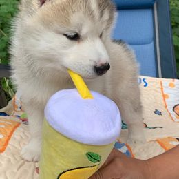 Siberian Husky Puppies from Canace Siberians