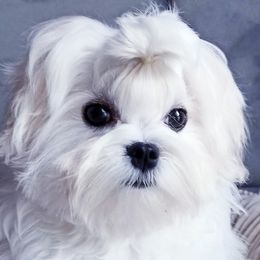 Ramsey - Maltese