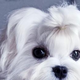 Ramsey - Maltese