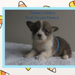 Blue Female - Sable female Pembroke Welsh Corgi puppy in Wayne City, Illinois from Lash Livestock & Corgis