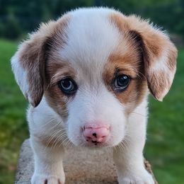 Sable Merle - Sable merle and white male American Corgi puppy in Taylorsville, North Carolina from America's Red White and Bluie Corgis