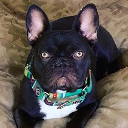 French Bulldogs from Bad Bulliez